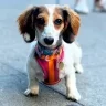 doxiehotdoxie